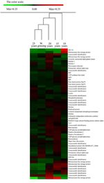 Frontiers | Proteomic Analyses Provide Novel Insights into Plant Growth ...