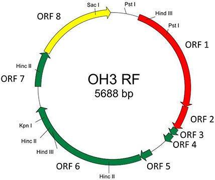 Frontiers Physiological Properties And Genome Structure Of The Hyperthermophilic Filamentous Phage Foh3 Which Infects Thermus Thermophilus Hb8 Microbiology