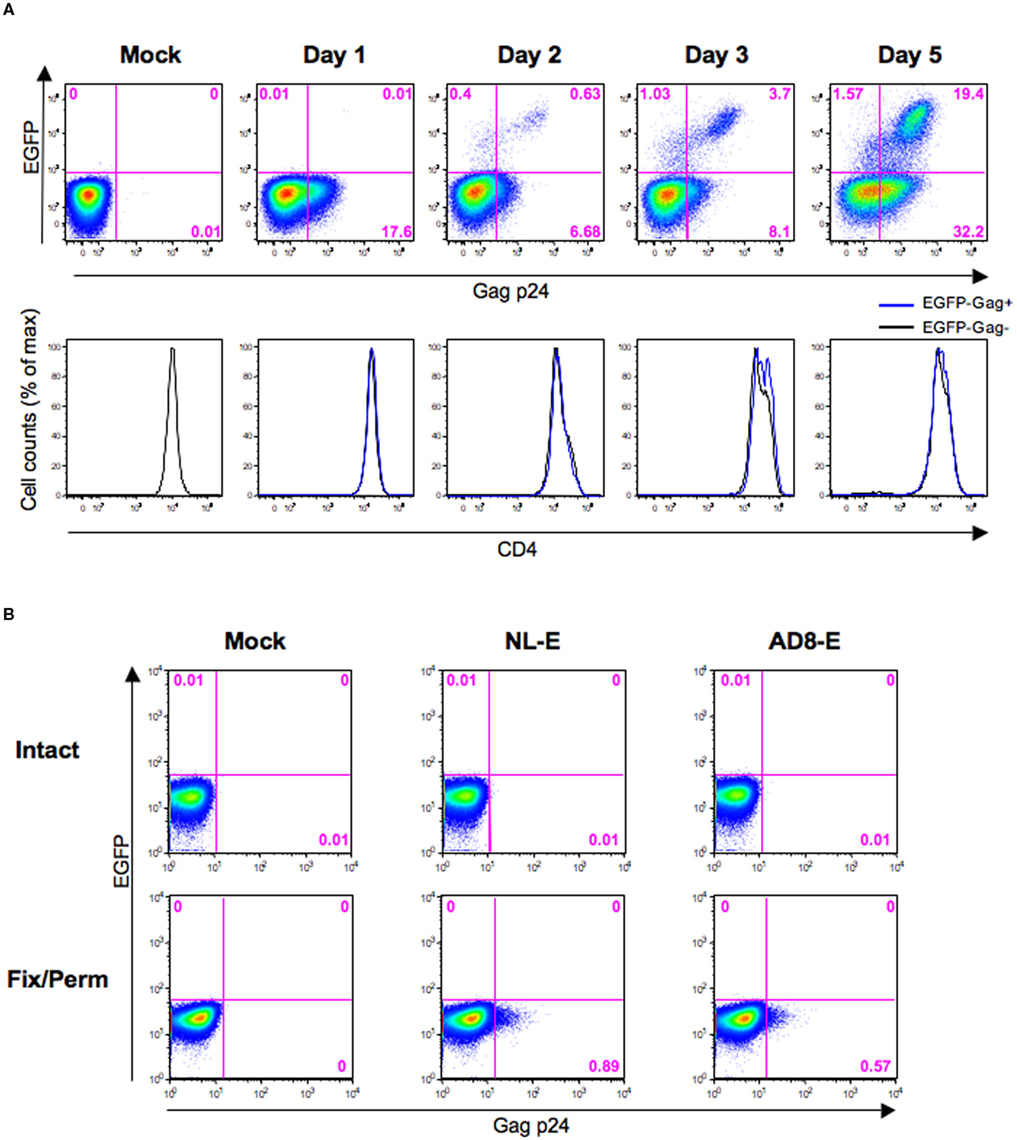 Frontiers | Fluorescent Reporter Signals, EGFP, and DsRed, Encoded in ...