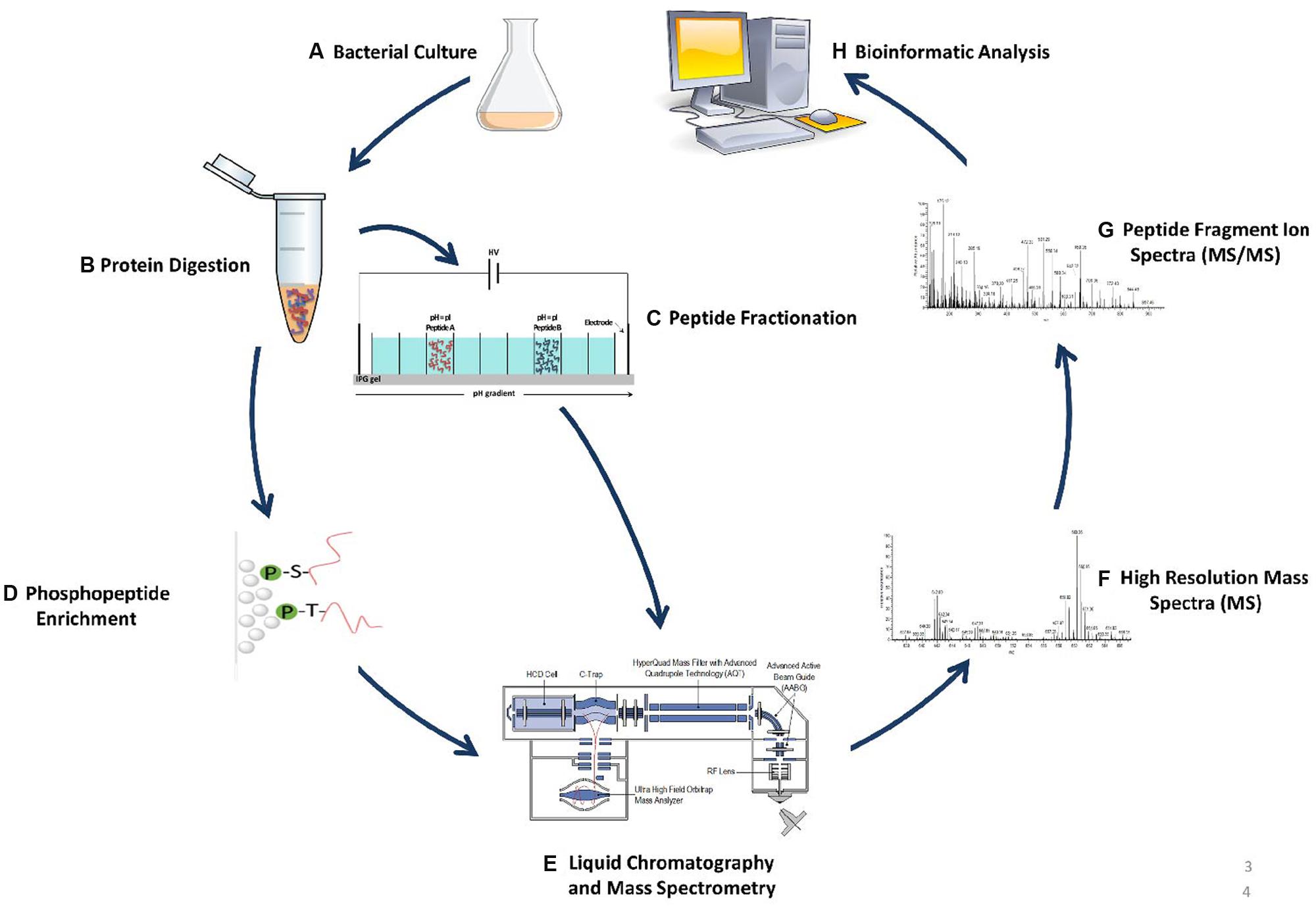 Frontiers Mass Spectrometry Based Bacterial Proteomics Focus On Dermatologic Microbial Pathogens