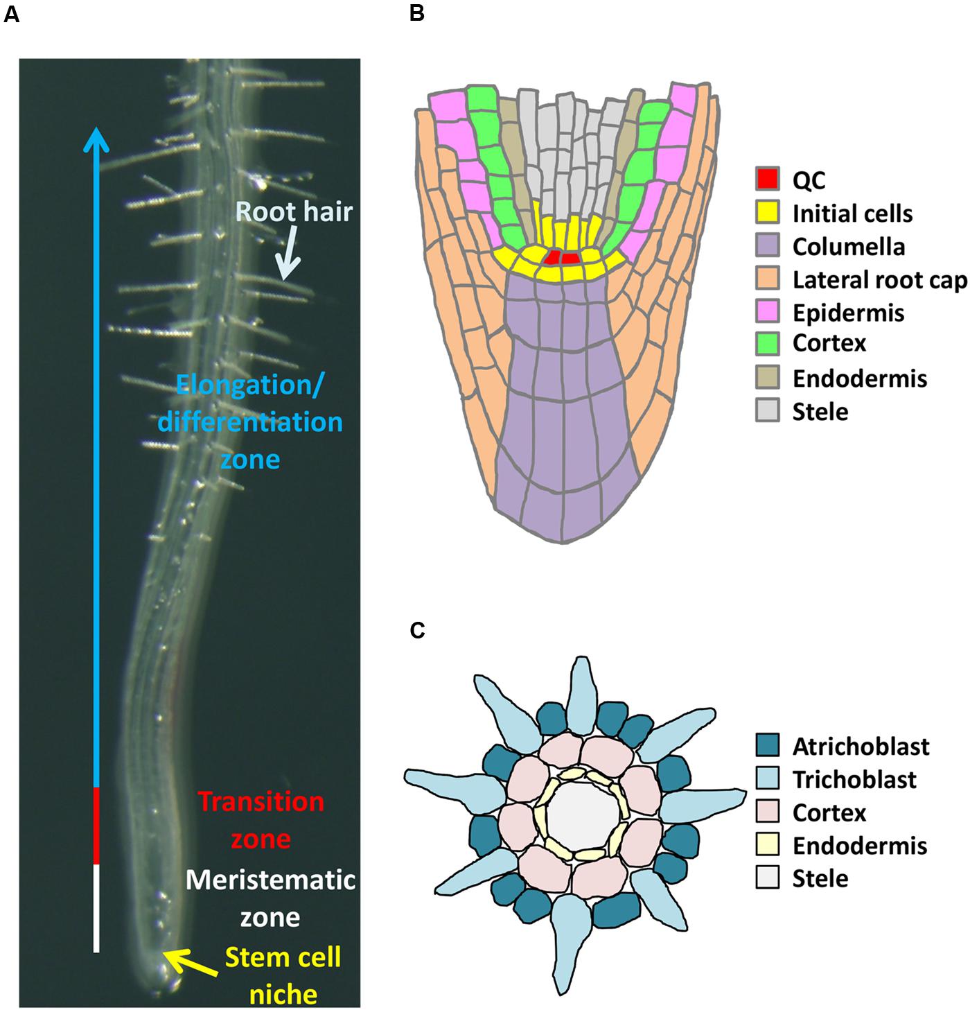 Frontiers Epigenetic Control Of Cell Division And Cell 