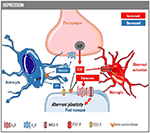 Frontiers | Depression as a Glial-Based Synaptic Dysfunction | Cellular ...