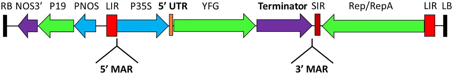 How 5' Flanking region and 5' UTR are different? 