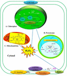 Frontiers | Cross Talk between H2O2 and Interacting Signal Molecules ...