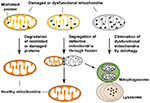 Frontiers | Alterations in Mitochondrial Quality Control in Alzheimer's