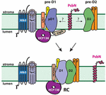 Frontiers | Functional Update of the Auxiliary Proteins PsbW, PsbY ...