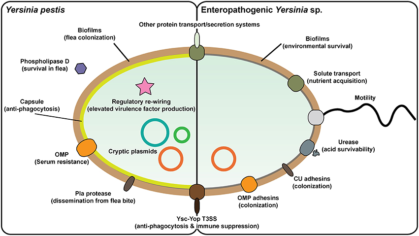 Frontiers | Environmental Regulation of Yersinia Pathophysiology