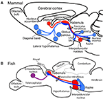 Frontiers | Phylogeny and Ontogeny of the Habenular Structure ...