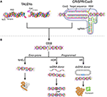 Frontiers | Genome Engineering with TALE and CRISPR Systems in ...