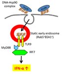 Frontiers | Spatiotemporal Regulation Of Hsp90–Ligand Complex Leads To ...