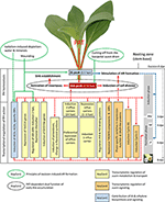 Frontiers | Plant Hormone Homeostasis, Signaling, and Function during ...