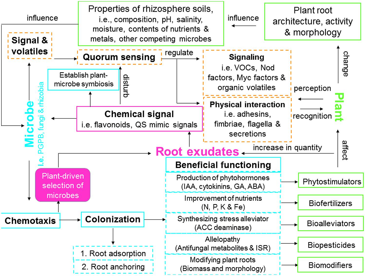 Molecular Plant Microbe Interaction Evolution Of Plant