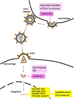 Frontiers | Commentary: MARCH8 Inhibits HIV-1 Infection by Reducing ...