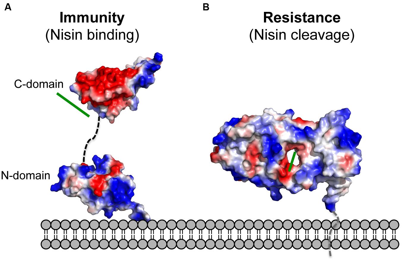 Frontiers Protein Defense Systems Against The Lantibiotic Nisin Function Of The Immunity
