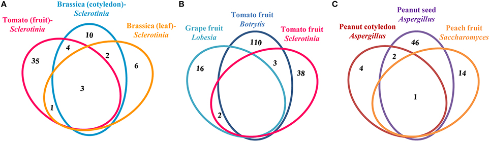 Frontiers | Proteometabolomic Study of Compatible Interaction in Tomato ...