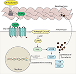 Frontiers | Melanocortin 1 Receptor: Structure, Function, and ...