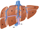 Frontiers | Portal Vein Embolization as an Oncosurgical Strategy Prior ...