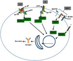 Frontiers | The Origin and Activities of IgA1-Containing Immune ...