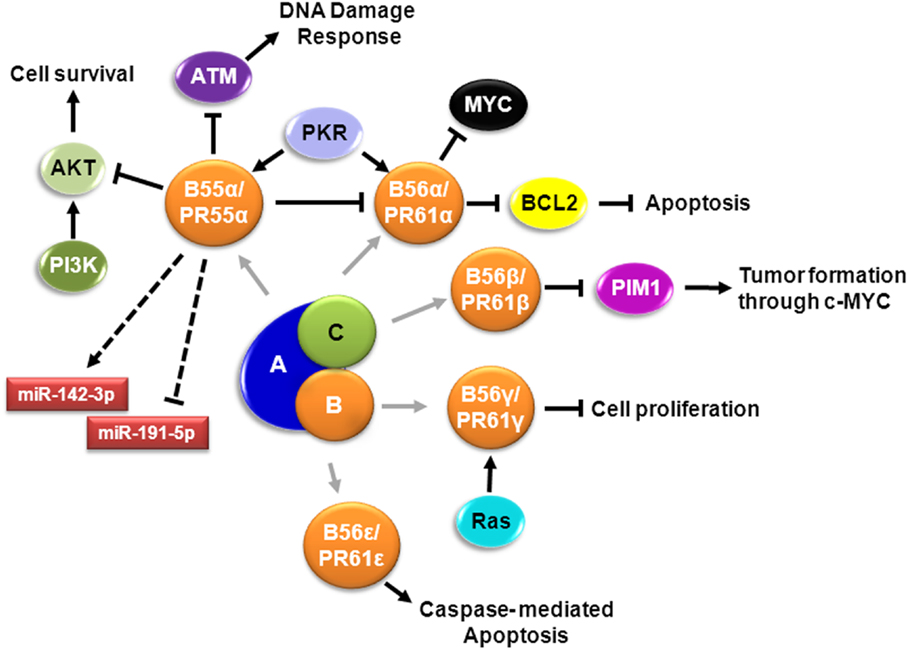 Frontiers | Protein Phosphatase 2A as a Therapeutic Target in 