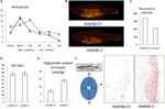 Frontiers | Depletion Of Myostatin B Promotes Somatic Growth And Lipid ...