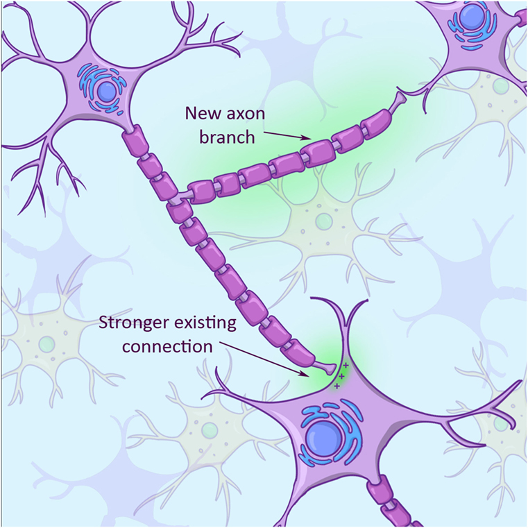 Why Doesn t Your Brain Heal Like Your Skin Frontiers For Young Minds