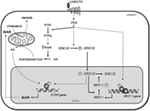 Frontiers | Role of Protein Phosphorylation and Tyrosine Phosphatases ...