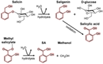 Frontiers | Multiple Targets Of Salicylic Acid And Its Derivatives In ...