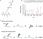 Frontiers | Mass Spectrometry-Based Proteomics For Investigating DNA ...