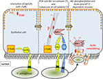 Frontiers | The T6SSs of Pseudomonas aeruginosa Strain PAO1 and Their ...