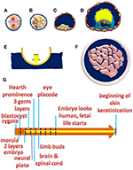 Frontiers | Microgravity, Stem Cells, and Embryonic Development ...