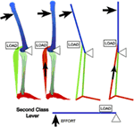 Frontiers | The Split Second Effect: The Mechanism of How Equinus Can ...