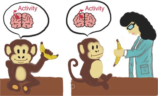 图2 -一个插图猴子镜像神经元的实验。