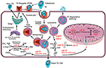 Frontiers | Biomarkers and Algorithms for the Diagnosis of Vitamin B12 ...