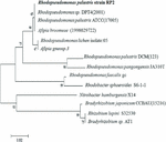 Frontiers | A Novel Electrophototrophic Bacterium Rhodopseudomonas ...