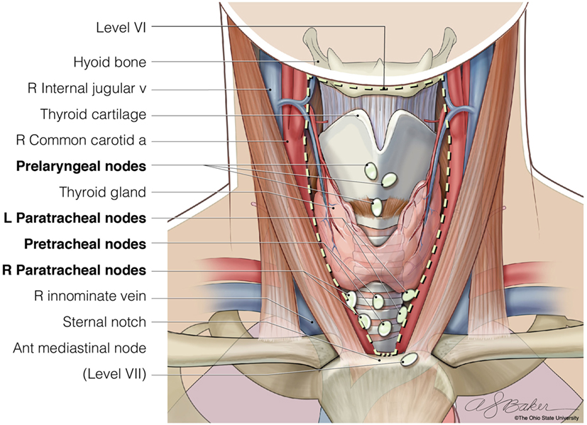 lymph node on back of neck