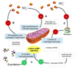 Frontiers | Commentary: Sulfur Dioxide Contributes to the Cardiac and ...