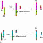 Frontiers | Comparative Genomics Analysis of Rice and Pineapple ...