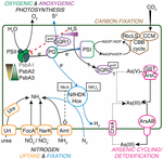 Frontiers | Photosynthetic Versatility in the Genome of Geitlerinema sp ...