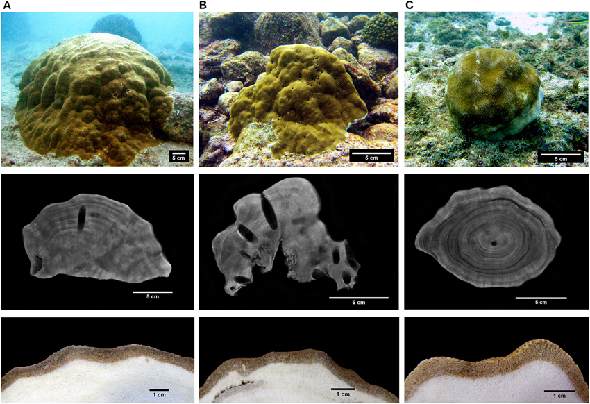 Frontiers | Differences in Growth and Calcification Rates in the Reef ...