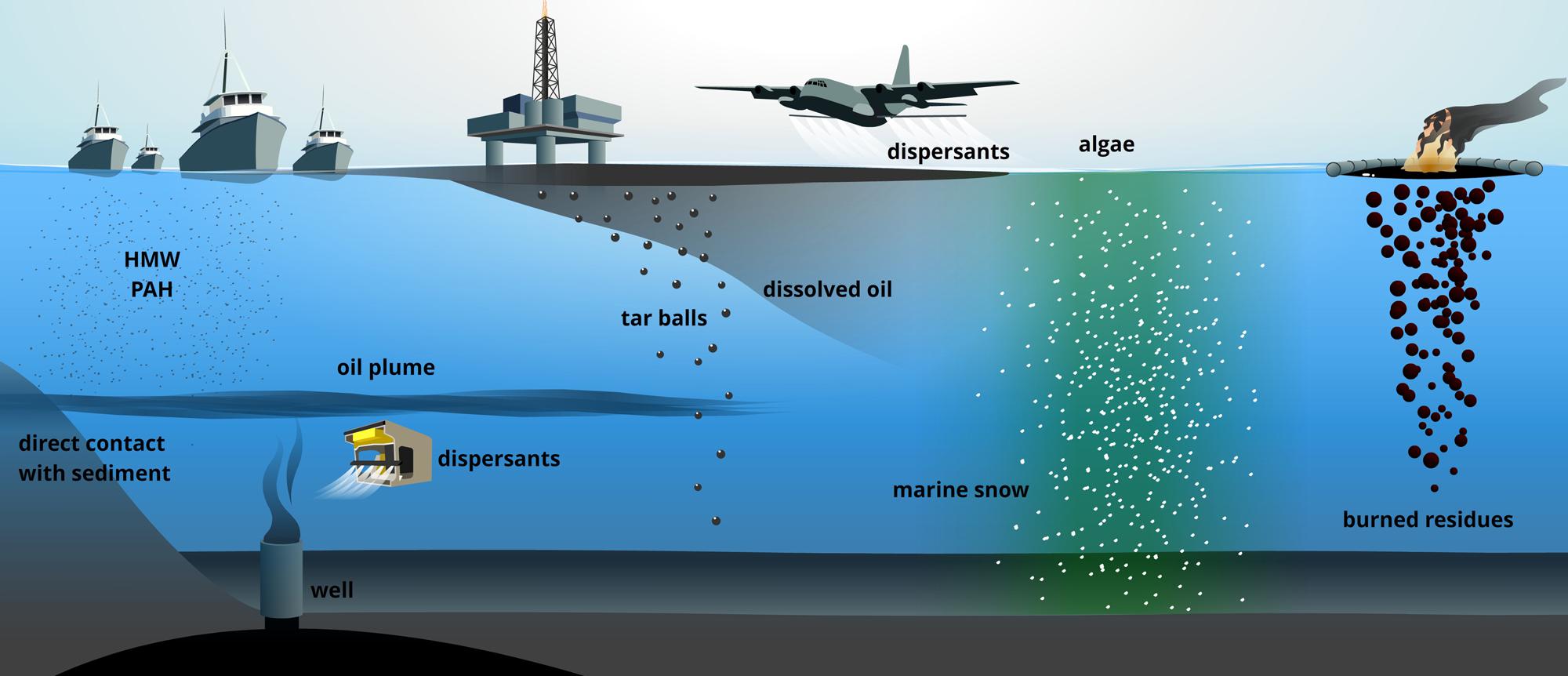 Bioremediation Oil Spills