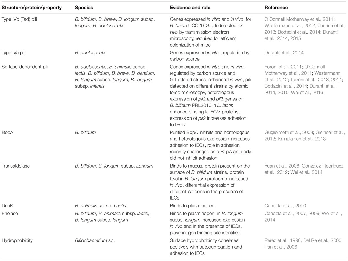 Frontiers A Critical Evaluation Of Bifidobacterial Adhesion To The 