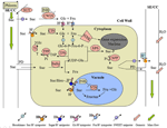 Frontiers | Transcriptome Analysis of Sucrose Metabolism during Bulb ...