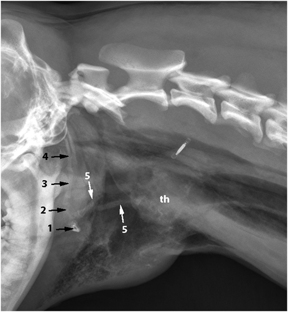 hyoid bone x ray