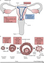 Frontiers | The Calcium-Sensing Receptor and the Reproductive System ...