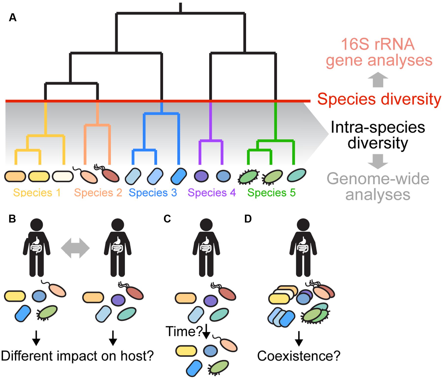 Special analysis. 16s RRNA Gene. 16s Риботипирование. Fermented 16s RRNA. Species diversity.