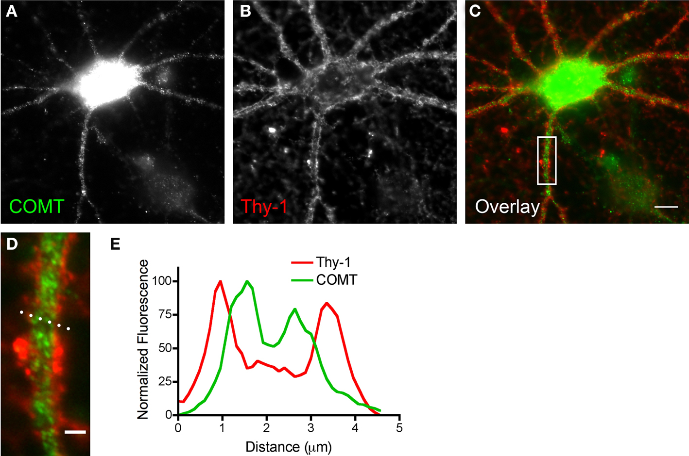 Biomedical application. Cortical Reaction.