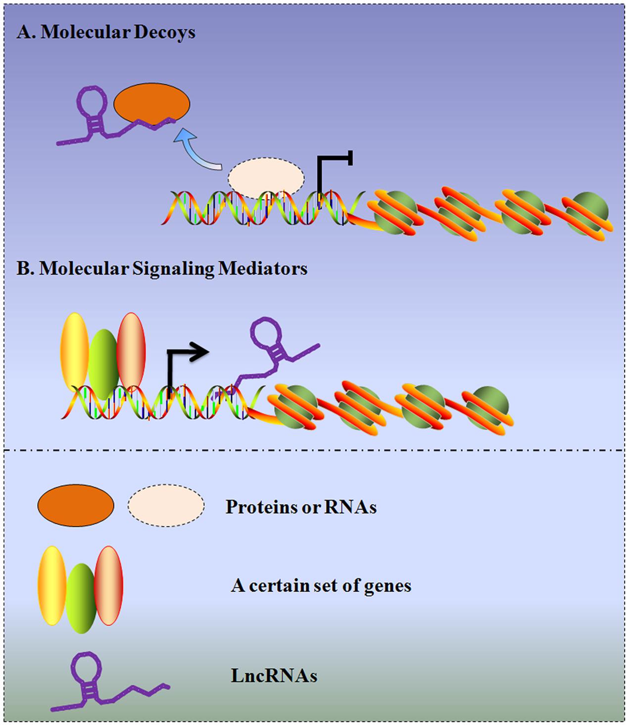 Frontiers | An Insight into the Increasing Role of LncRNAs in the ...