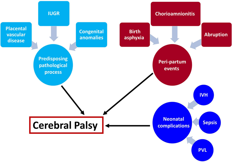 types of cerebral palsy brain