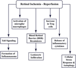 Frontiers | Cellular Stress Response and Immune Signaling in Retinal ...