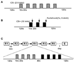 Frontiers | Impact of Life History on Fear Memory and Extinction ...